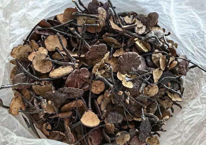 老挝野生竹灵芝